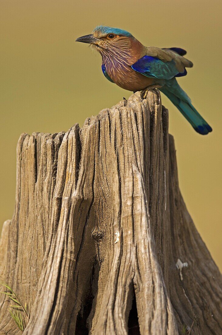 Indian Roller sitting on a dry tree trunk