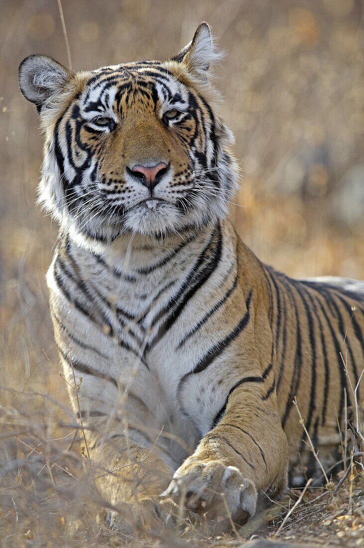 At, Endangered, Habitat, India, National, Panthera, Park, Potrait, Rajasthan, Ranthambhore, Tiger, Tigris River, T96-935326, agefotostock 