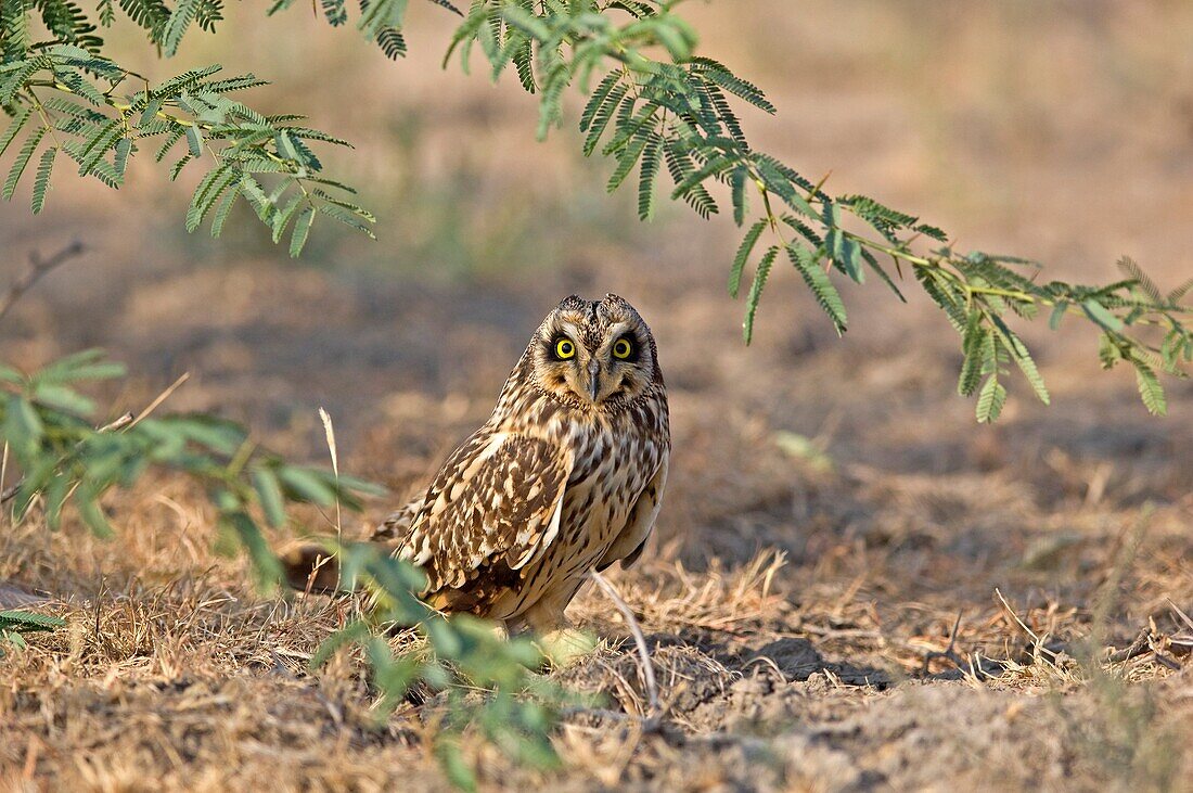 Short-eared Owl in Little Rann of Katch Gujarat India