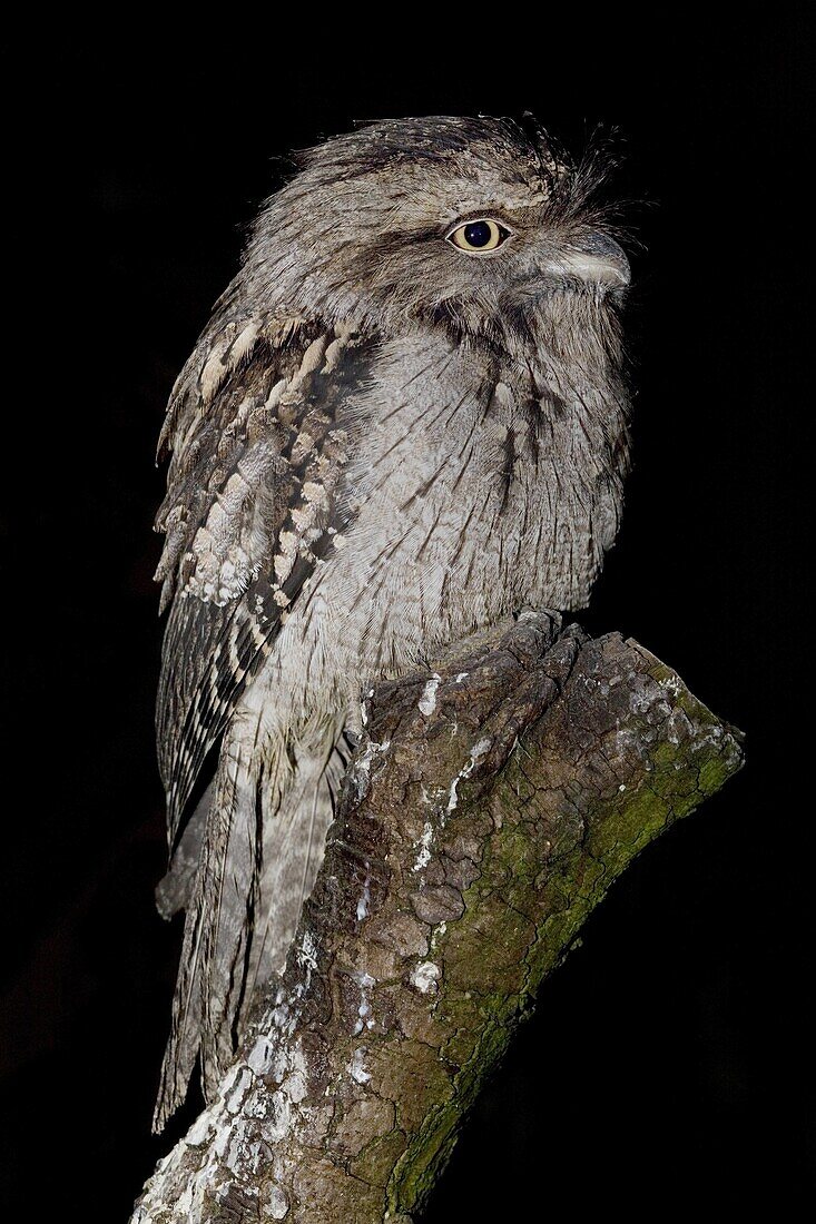 Tawny Frogmouth Podargus strigoides