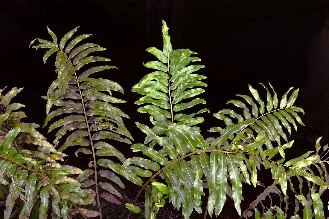 swamp fern, blenchum serrulatum