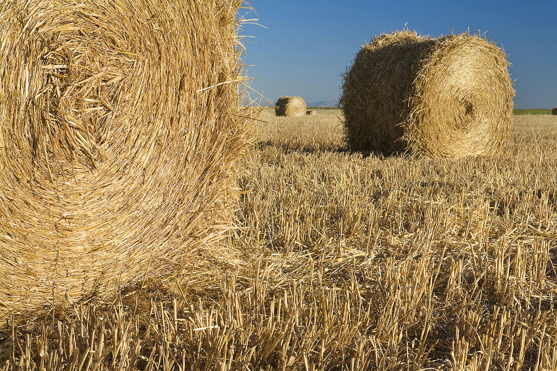 Bales of harvested grain, agricultural fields in the steppe cereals of Almenara de Tormes  Salamanca  Castilla y Leon  Spain
