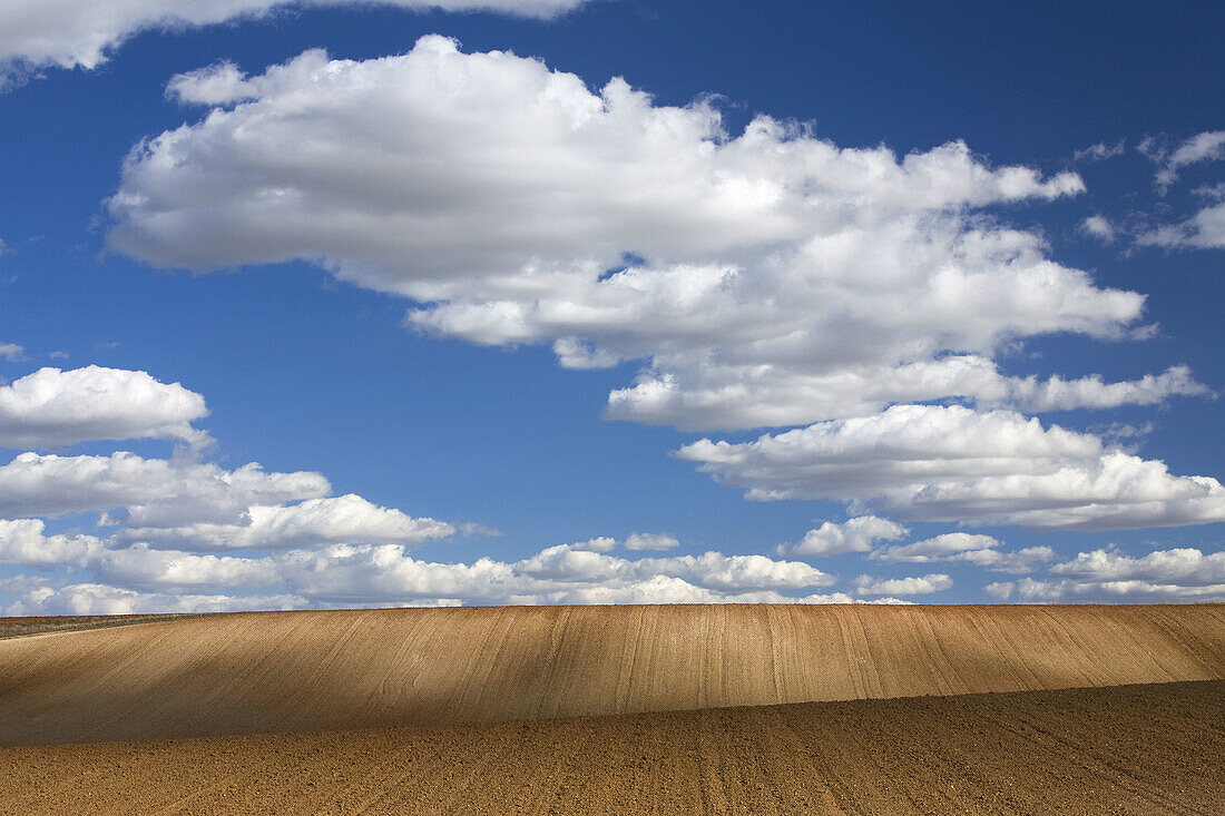 Steppe and cereal fields with no harvest  Agricultural landscape in Cañizal  Zamora  Castille and Leon  Spain