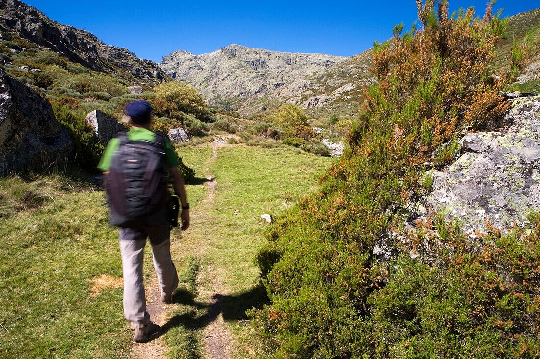 Mountaineer walking in the Cinco Lagunas Valley  Garganta del Pinar  Mountains of the Sierra de Gredos National Park  Zapardiel de la Ribera  Ávila  Castilla y León  Spain