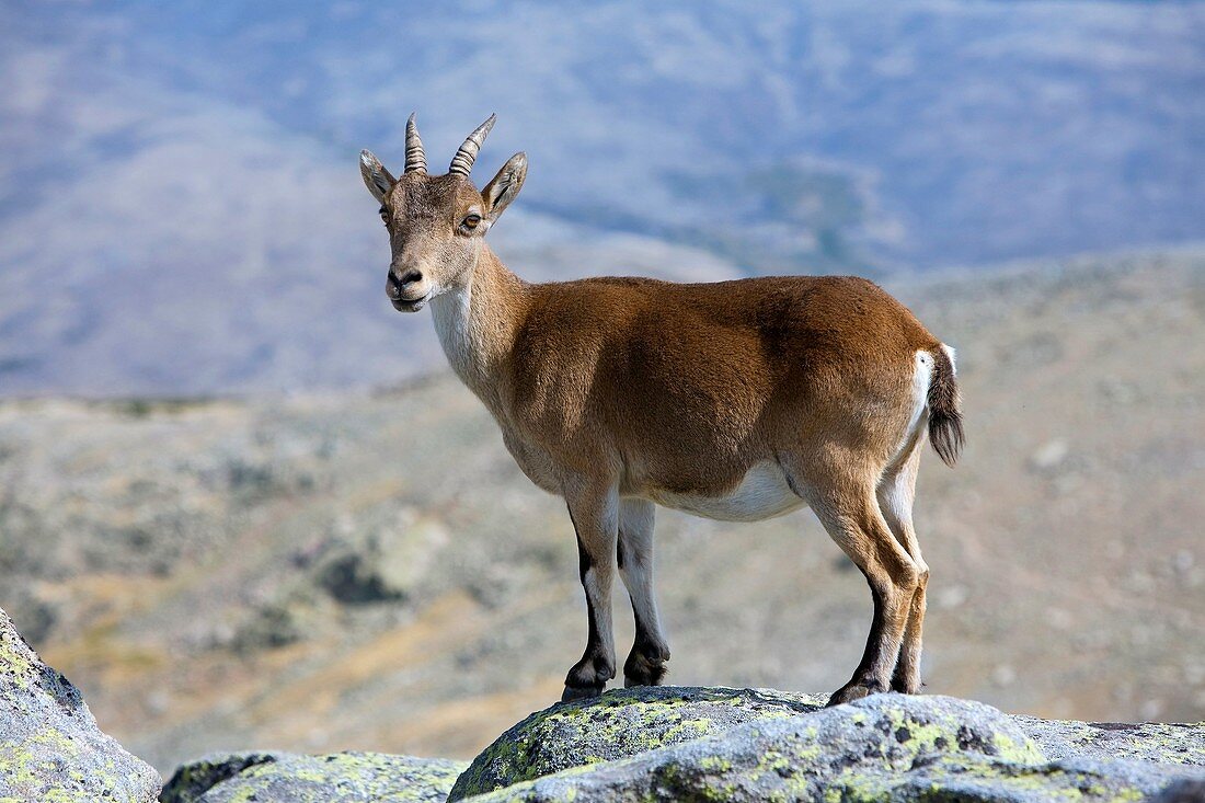 Female Spanish Ibex in Morezón peak 2 393 m in the Circo de Gredos  Mountains of the Sierra de Gredos National Park  Navacepeda de Tormes  Ávila  Castilla y León  Spain