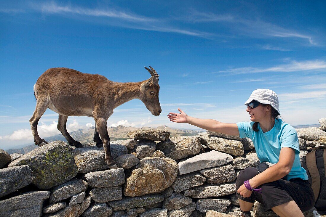 Confident female Spanish Ibex smelling a woman´s hand in La Mira peak 2 341 m  Mountains of the Sierra de Gredos National Park  Hoyos del Espino  Ávila  Castilla y León  Spain