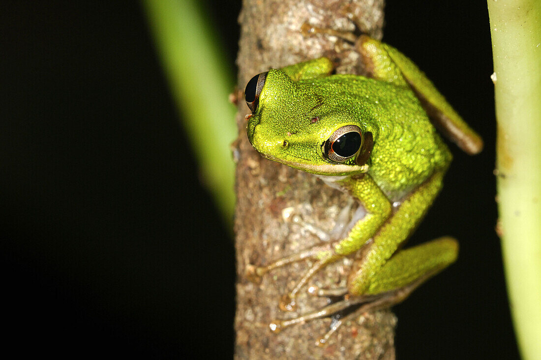 Animal, Animals, Frog, Frogs, Jump, Jumping, Nature, Tree, Trees, Vertebrae, Water, Wildlife, U37-876451, agefotostock 