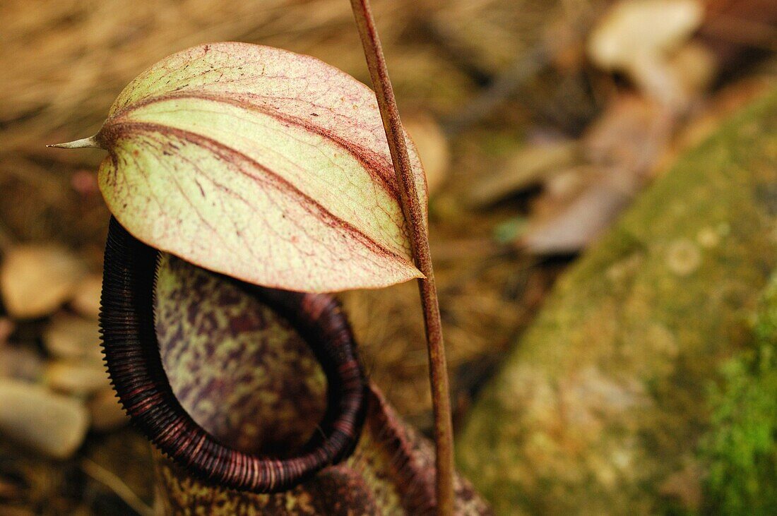 Great Pitcher-Plant  Nepenthes maxima)