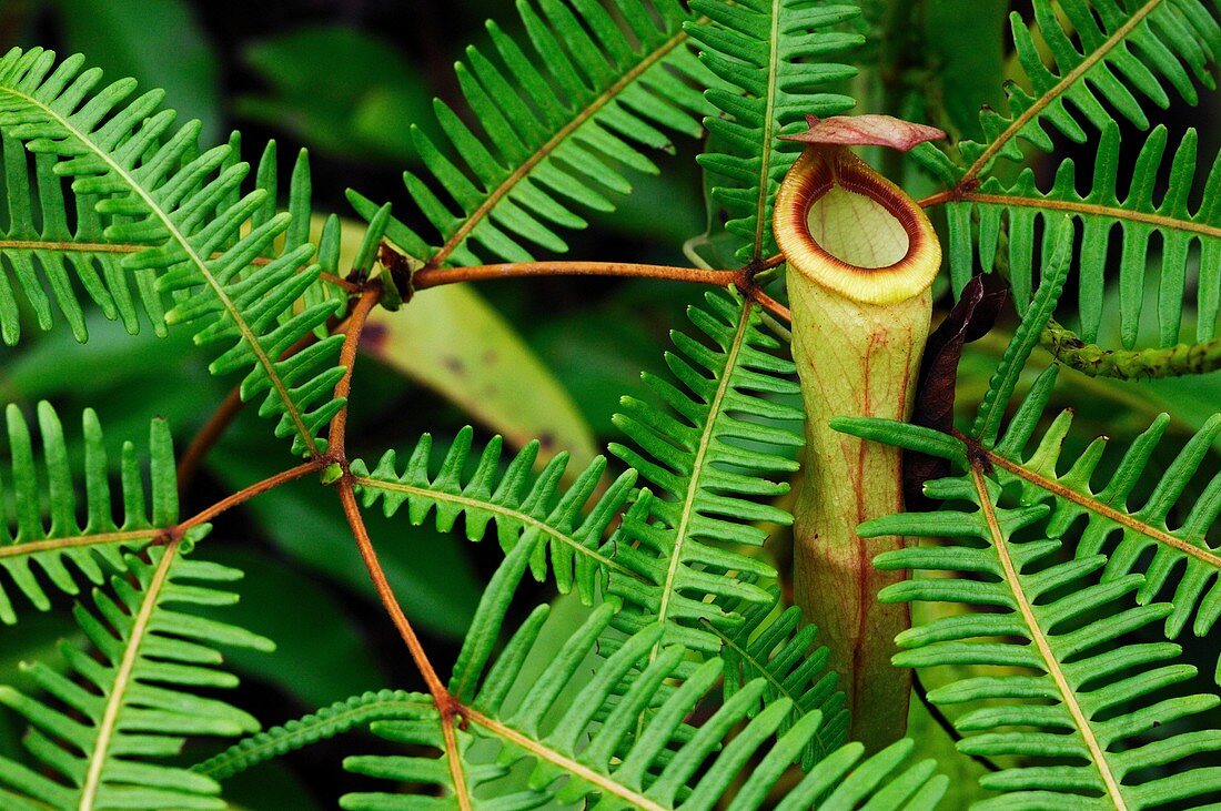 Botany, Carnivorous, Close-up, Closeup, Color, Colour, Daytime, Detail, Exterior, Focus, Green, Horizontal, Maxima, Nepenthes, Outdoor, Outdoors, Outside, Pitch, Pitcher, Pitching, Plant, Selective, Vegetation, U37-930920, agefotostock 