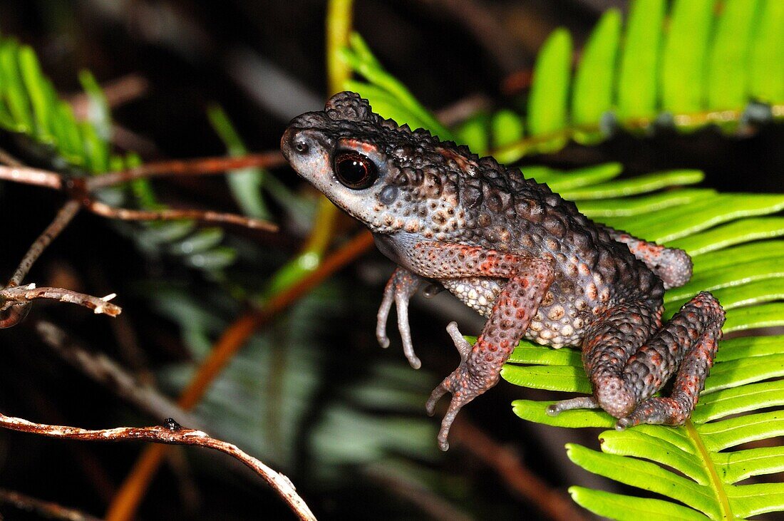 Animal, Animals, Frog, Frogs, Horizontal, Jump, Jumping, Nature, Tree, Trees, Vertebrae, Water, Wildlife, U37-945684, agefotostock 