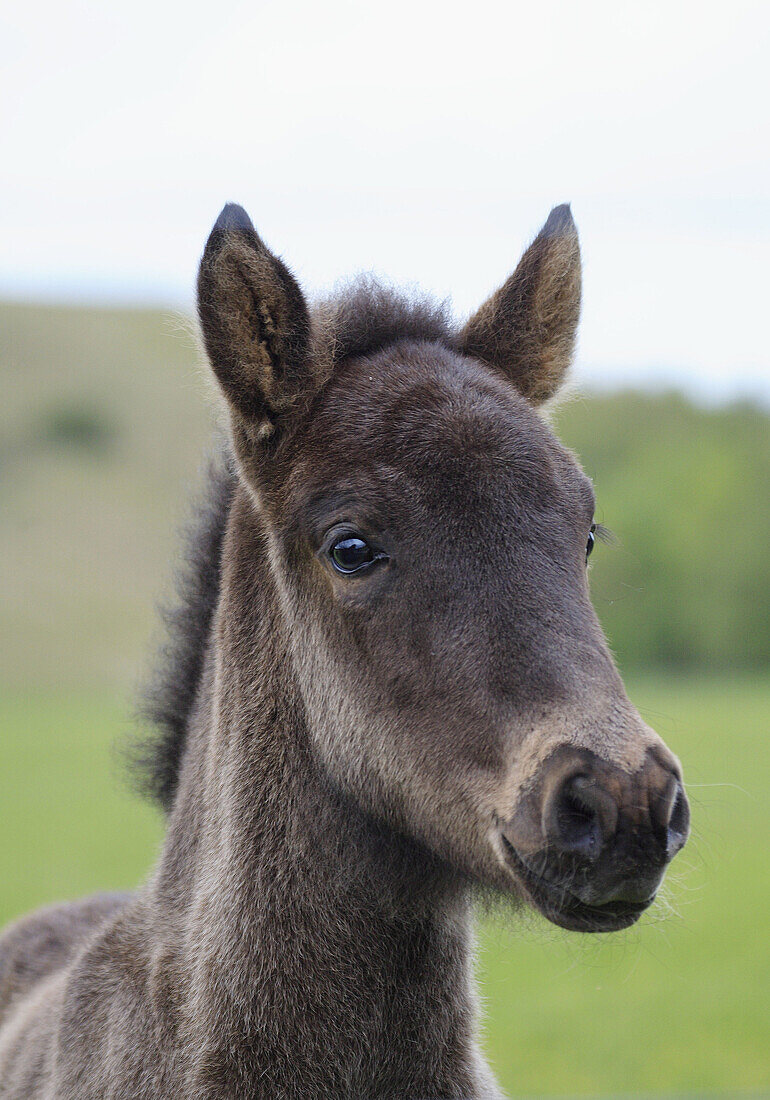 Icelandic pony, Skåne, Sweden