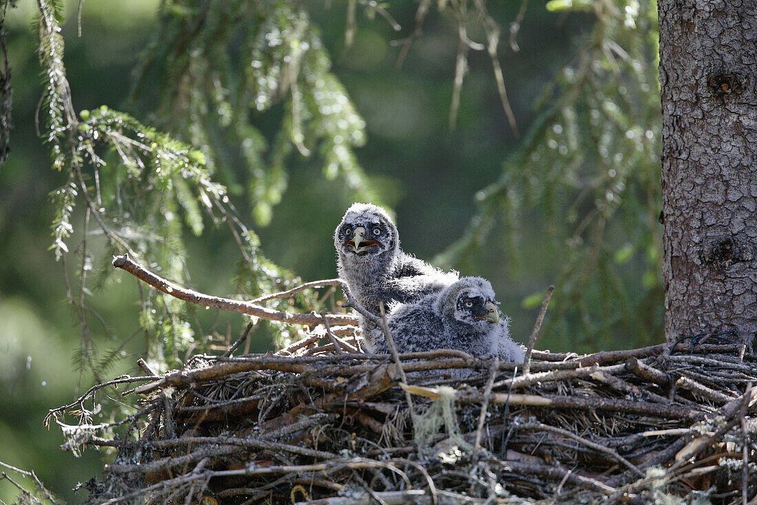 Great Grey Owl  Strix nebulosa), Lappuggla, Jämtland, Sweden