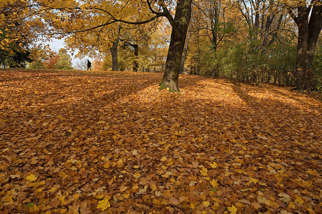 Buntes Herbstlaub in den Braunschweiger Wallanlagen, Spaziergänger, Braunschweig, Niedersachsen, Deutschland