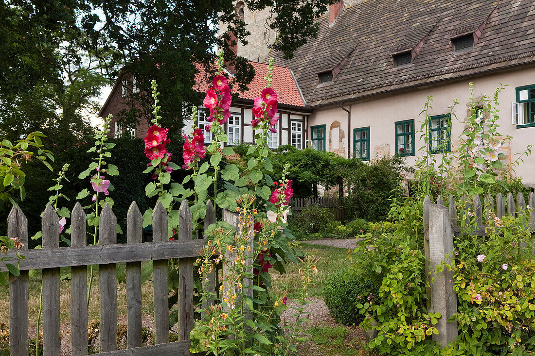 Stift Fischbeck, Blick vom Garten auf die Stiftsgebäude, Stockrosen, Fischbeck, Hessisch Oldendorf, Niedersachsen, Deutschland