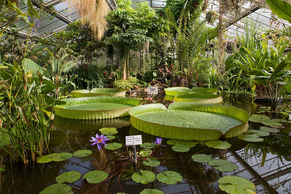 Giant water lily, Old Botanical Garden of University, Gottingen, Lower Saxony, Germany