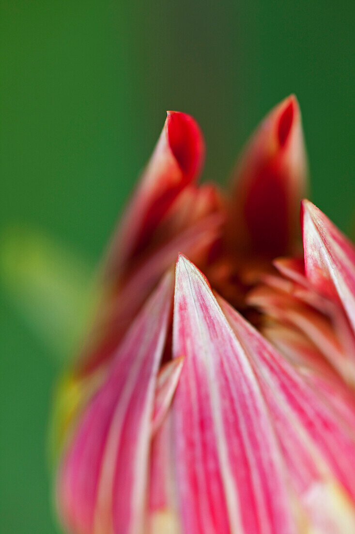 Close-up, of flower buds in the garden, blurred, Spring
