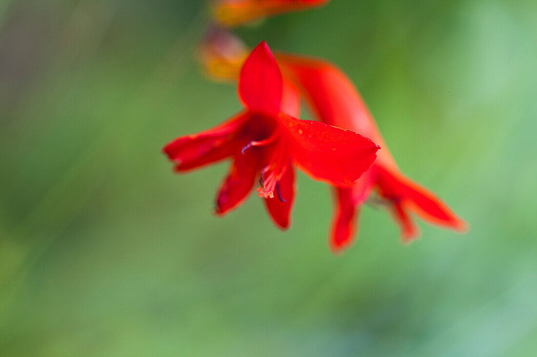 Close-up of a red flower in Castle Ippenburg, Bad Essen, Lower Saxony, northern Germany
