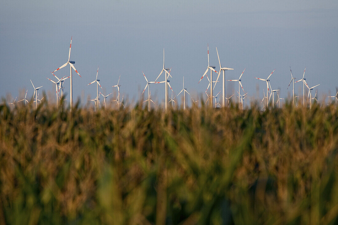 Windenergieanlage im Hintergrund, Maisfelder im Vordergrund, Sachsen-Anhalt, Deutschland