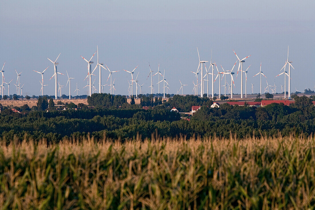 Windpark, Maisfeld im Vordergrund, Sachsen-Anhalt, Deutschland