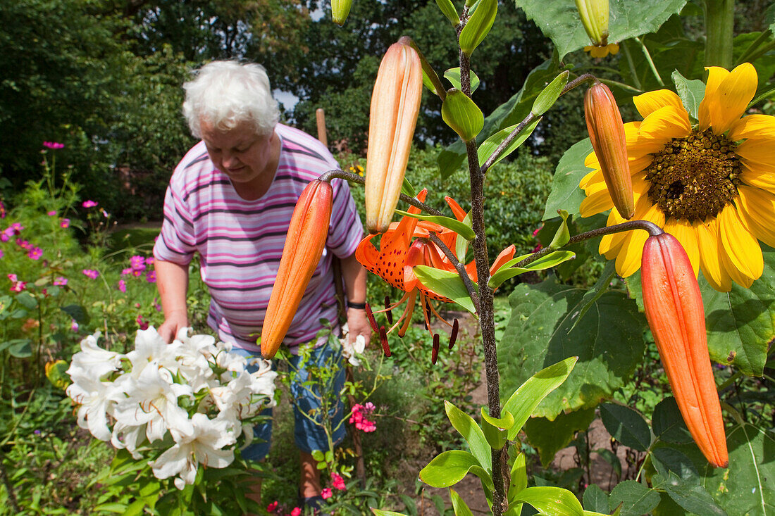 Pensioner working in the so-called womens garden in the gardens of Medingen abbey, Medingen, Bad Bevensen, Lower Saxony, northern Germany