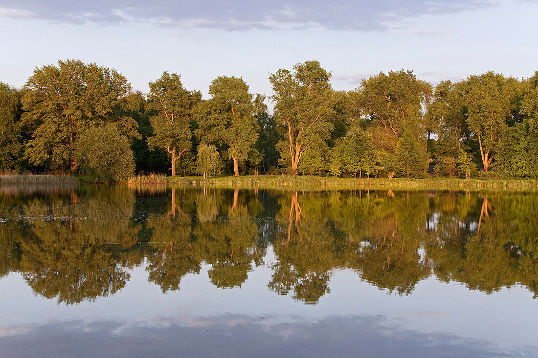 Reflection of trees on pond, Richmond castle, Brunswick, Lower Saxony, Germany