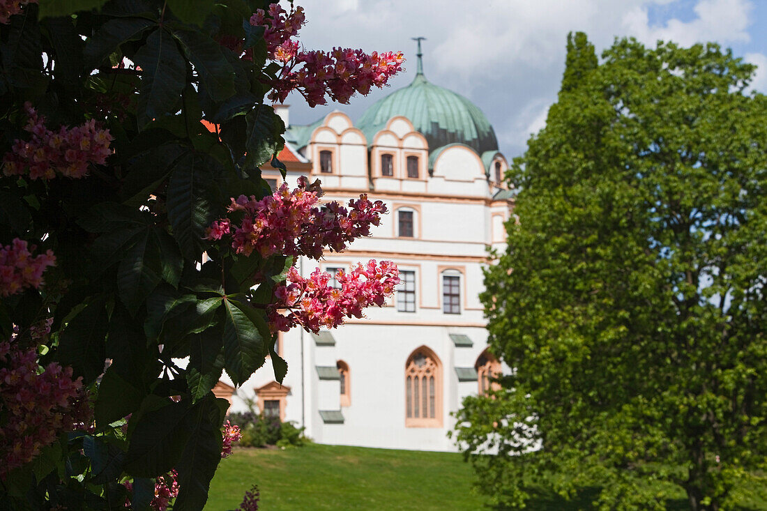 Rote Blüten, Büsche und Bäume vor dem Celler Schloss, Niedersachsen, Deutschland