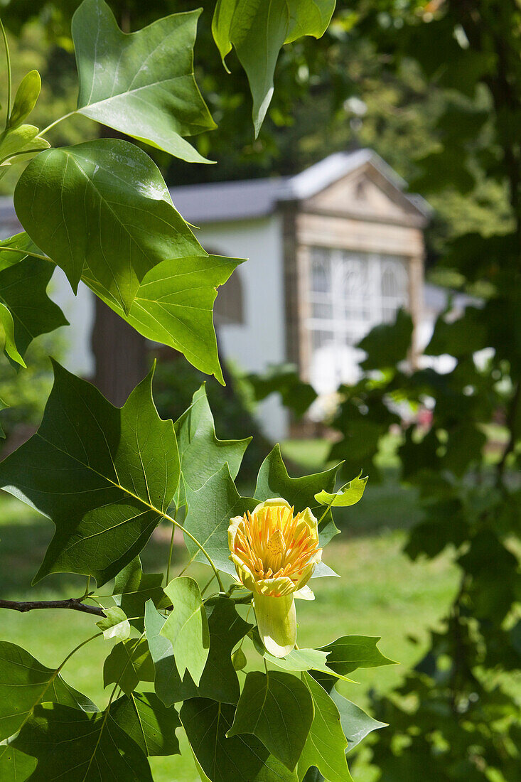 Flowering yellow tulip in front of the orangery, Destedt Manor gardens, Lower Saxony, Germany