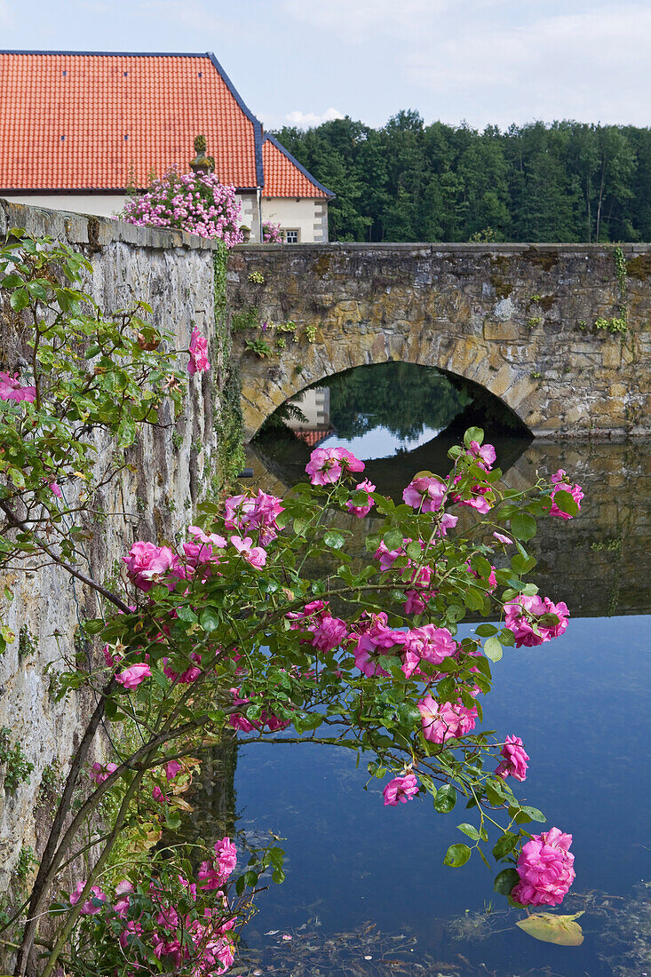 Rosenstrauch an der Mauer vom Wassergraben im Gut Gesmold, Brücke über den Graben, Schloss Gesmold, Gesmold, Meller, Niedersachsen, Deutschland