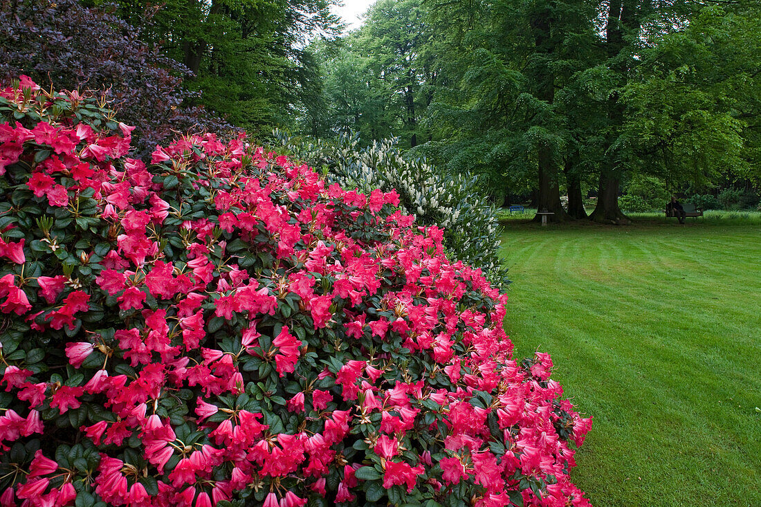 Blühender Rhododendron, Wiese im Garten von Düring, Horneburg, Niedersachsen, Deutschland