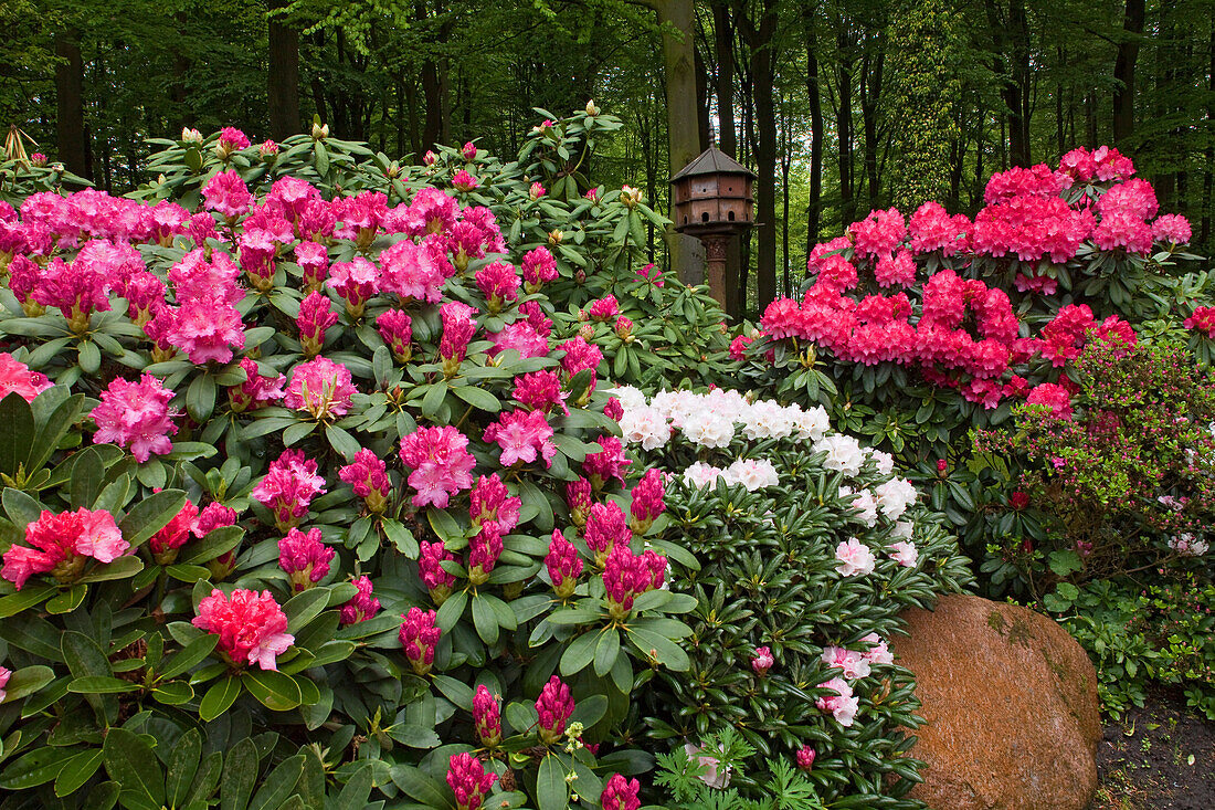 Flowering Rhododendron in front of a forest and bird house, former forest warden's garden, now a private garden belonging to von Düring, Horneburg, Lower Saxony, Germany