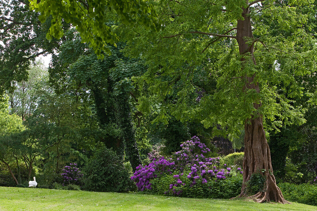 Blühender Rhododendron zwischen knorrigen Laubbäumen im Schlosspark Jever, Jever, Niedersachsen, Deutschland