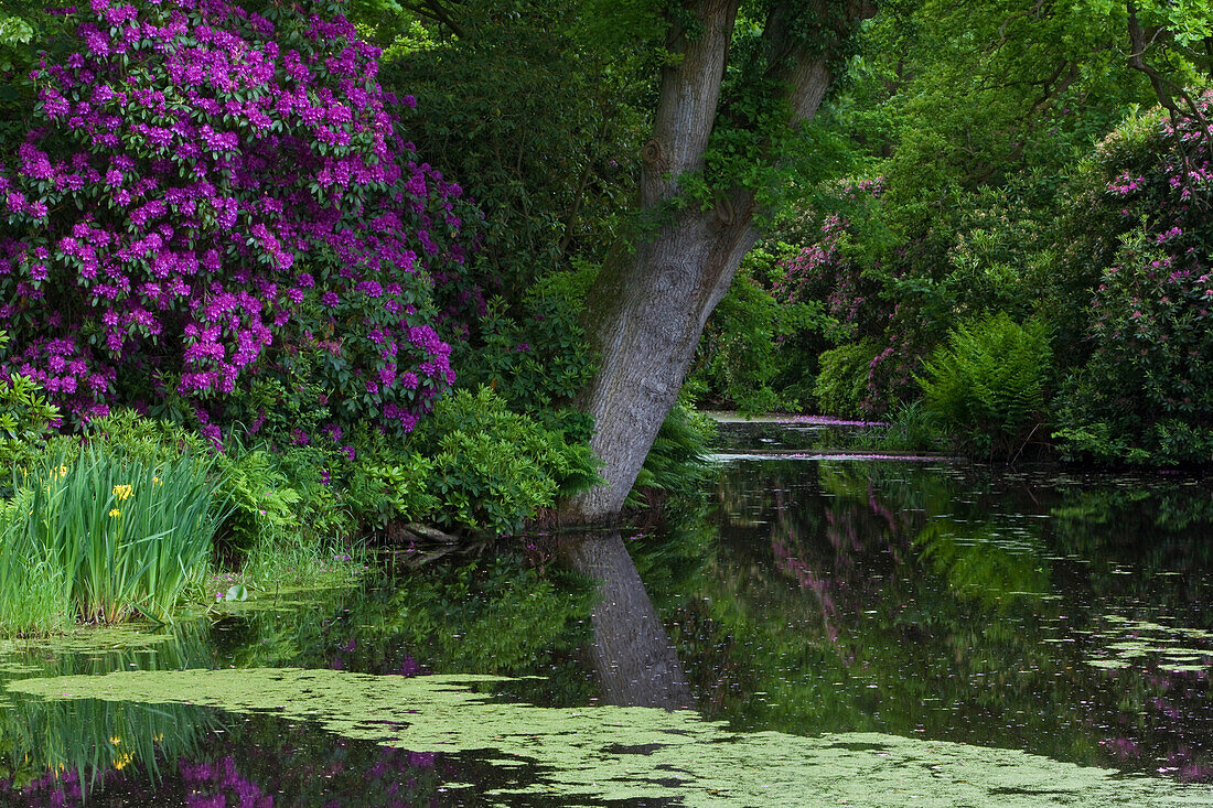 Rhododendron um den Teich, Parkanlage der Grafen zu Innhausen und Knyphausen, bei Norden, Schloss Lütetsburg, Lütetsburg bei Norden, Niedersachsen, Deutschland