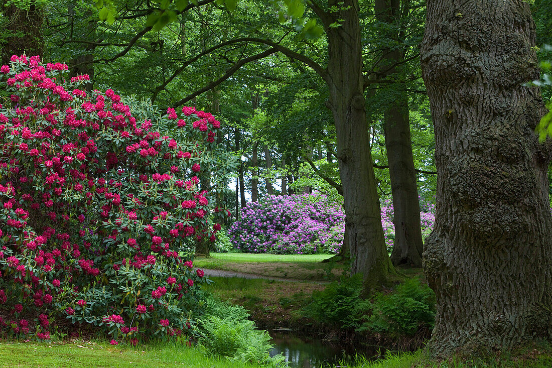 Rhododendrons in bloom and old trees in Lütetsburg castle grounds, Lütetsburg near Norden, Lower Saxony, Germany Lower Saxony, Germany