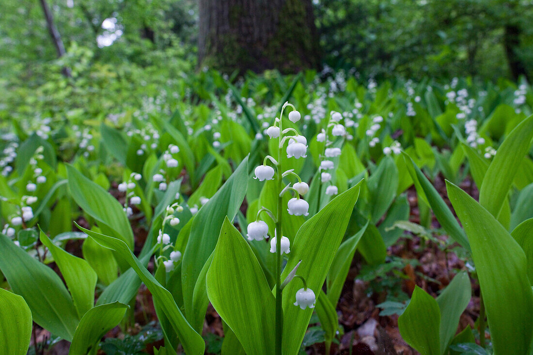 Convallaria majalis, lily of the valley in blossom in Breidings garden, Soltau, Lower Saxony, Germany