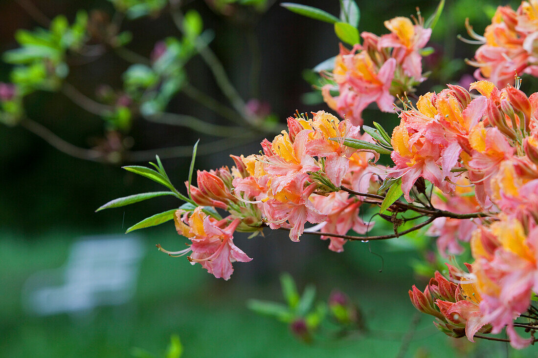 Blühende Azaleen in Breidings Garten, Soltau, Niedersachsen, Deutschland