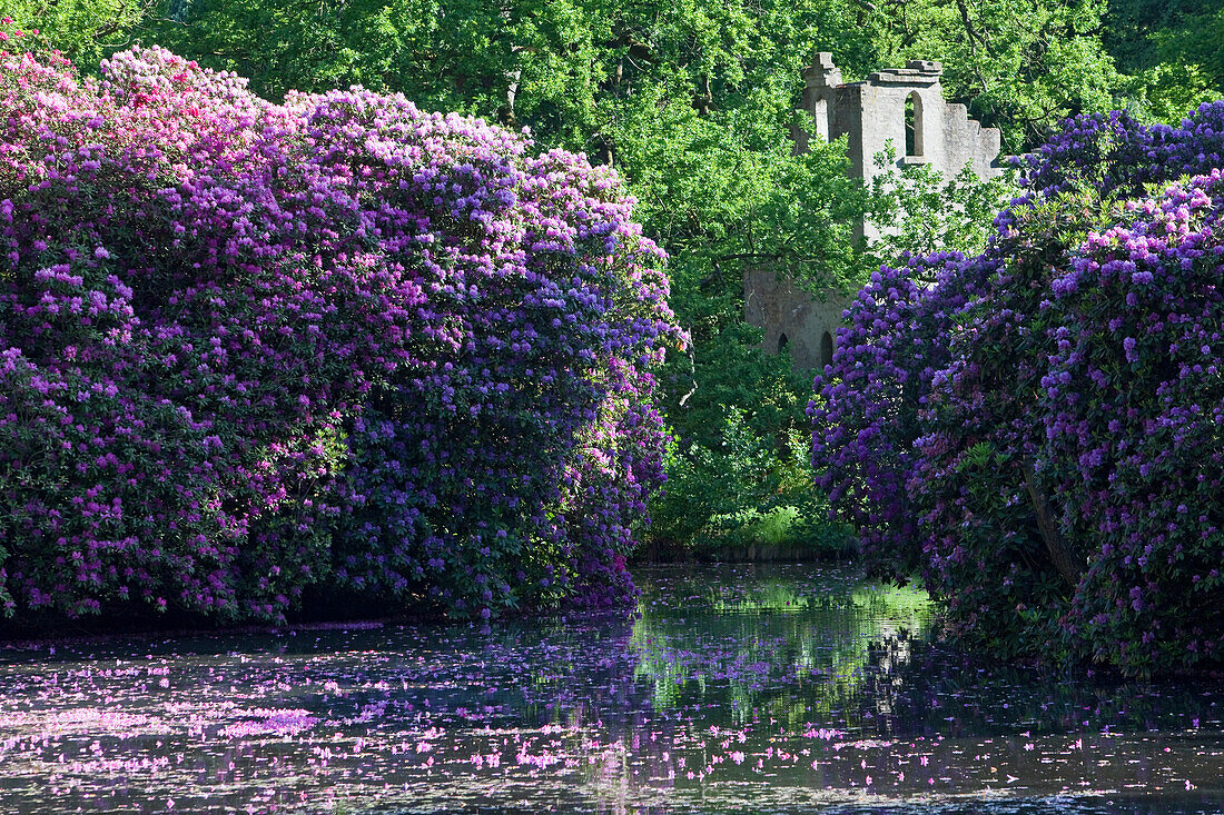 Flowering rhododendrons in full bloom, pond covered with blossoms, ruined tower in the background, Breidings garden, Soltau, Lower Saxony, Germany