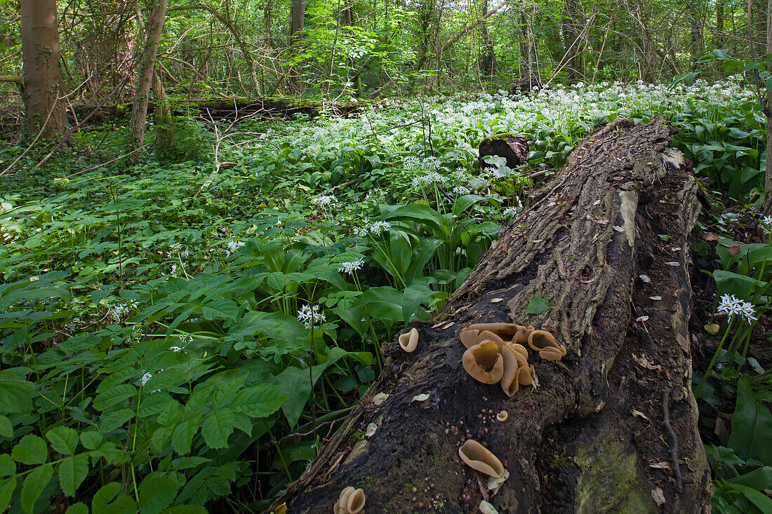Wild garlic, ramson plants, Allium ursinum and fungus growing on a tree trunk, landscape garden Wrisbergholzen, Lower Saxony