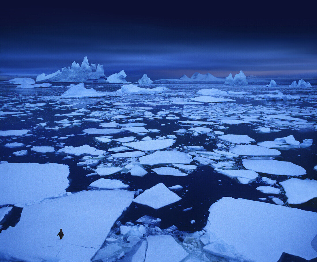 Lonely penguin, ice shoals near the Antarctic Circle, Antarctic Peninsula, Antarctica