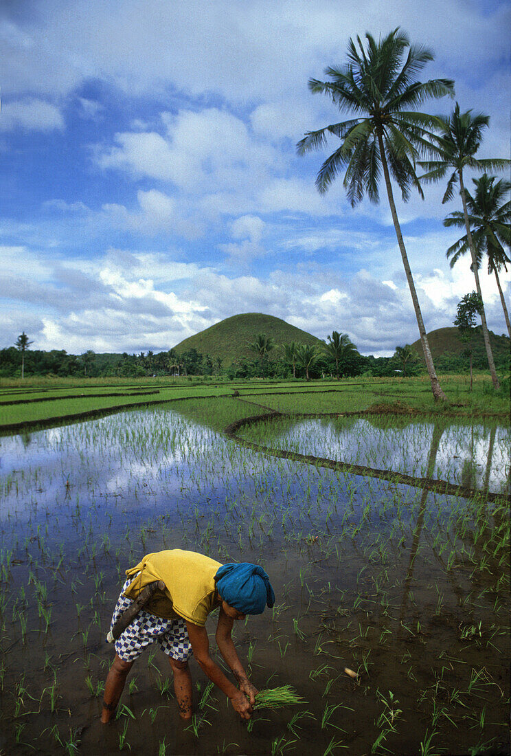 A woman planting rice on a rice field in the Chocolate Hills, Bohol island, Philippines, Asia