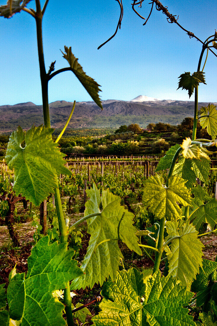 Weinanbau am Ätna, Sizilien, Italien