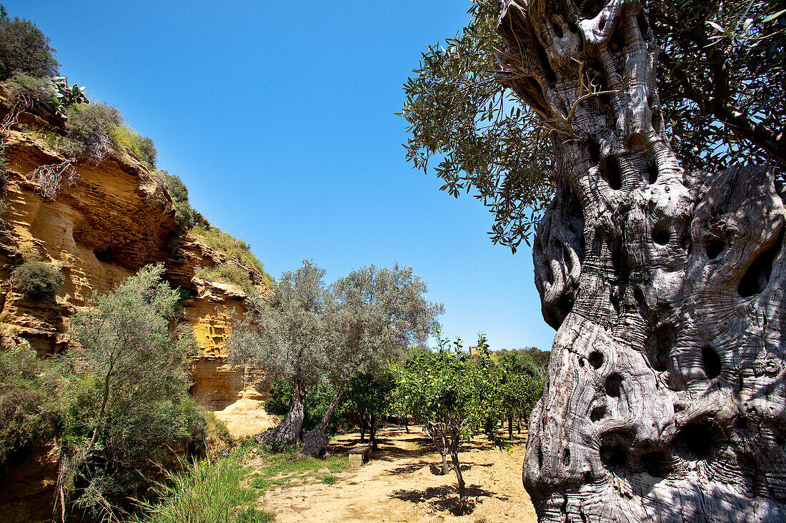 Garden of Kolymbetra, Valley of temples, Agrigento, Sicily, Italy