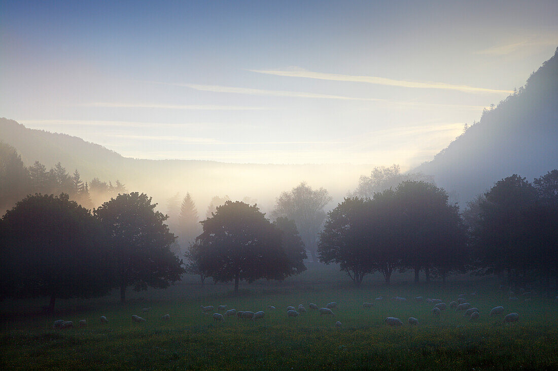 Schafe im Morgennebel bei Werenwag, Naturpark Obere Donau, Schwäbische Alb, Baden-Württemberg, Deutschland