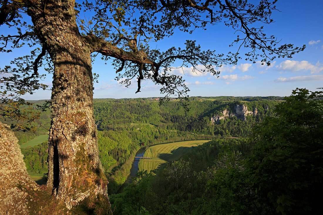 View from Wildenstein castle over the Danube valley, Upper Danube nature park, Danube river, Baden-Württemberg, Germany