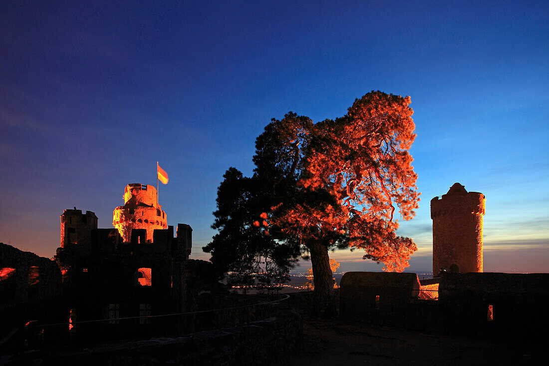 250 years old pine at the walls of the illuminated Auerbach castle, near Bensheim, Hessische Bergstrasse, Hesse, Germany