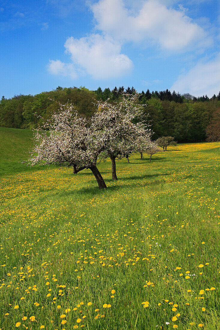 Wiese mit blühenden Obstbäumen, bei Heppenheim, Hessische Bergstraße, Hessen, Deutschland