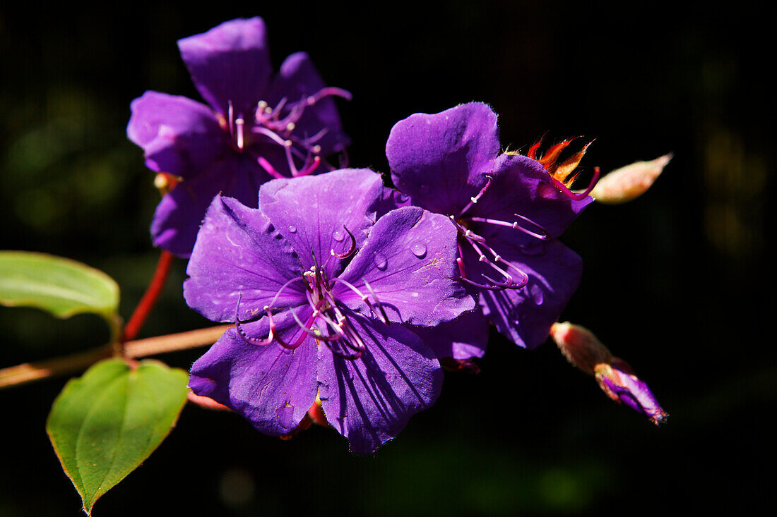 Tibouchina Urvilleana in Jardim do Monte, Funchal, Madeira, Portugal