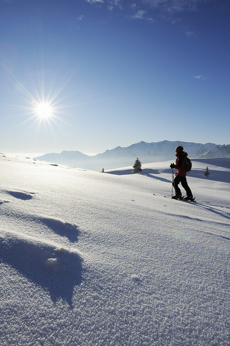 Frau auf Skitour geht über Schneefläche, Bayerische Alpen im Hintergrund, Rotwand, Spitzinggebiet, Bayerische Voralpen, Bayerische Alpen, Oberbayern, Bayern, Deutschland