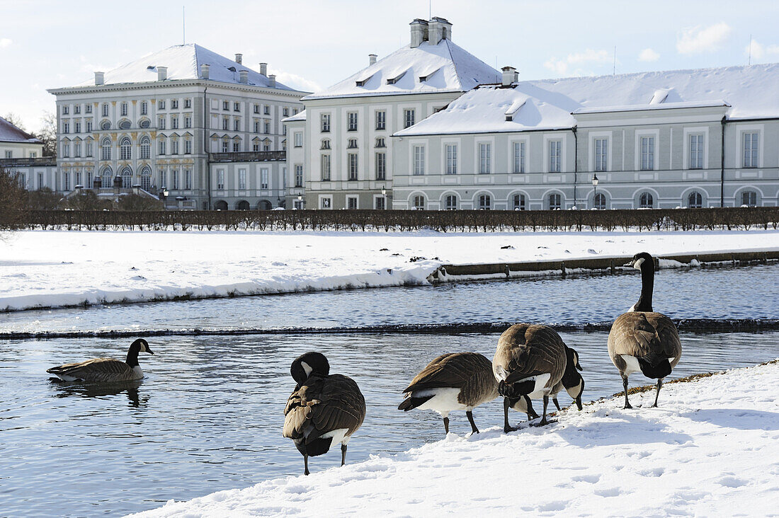 Canada geese in front of a canal, Nymphenburg castle in the background, Nymphenburg castle, Munich, Upper Bavaria, Bavaria, Germany