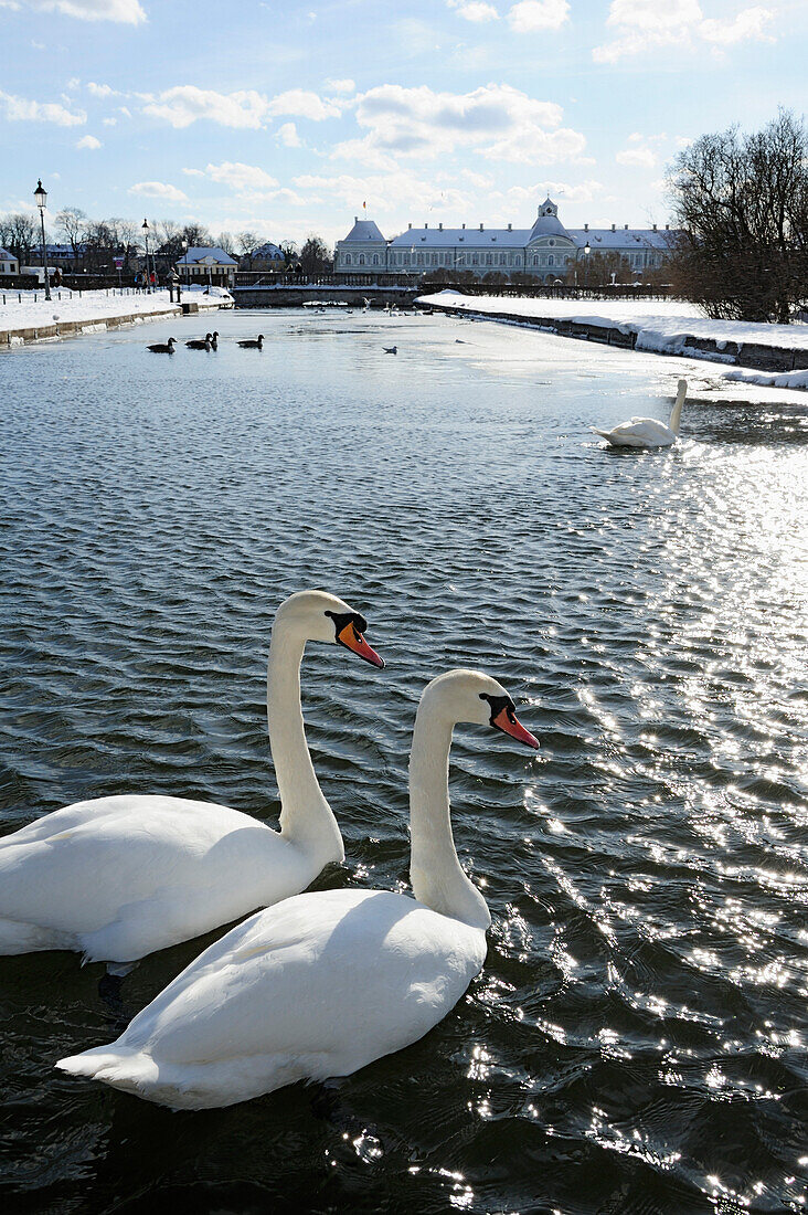 Two swans in the canal, Nymphenburg castle in the background, Nymphenburg castle, Munich, Upper Bavaria, Bavaria, Germany