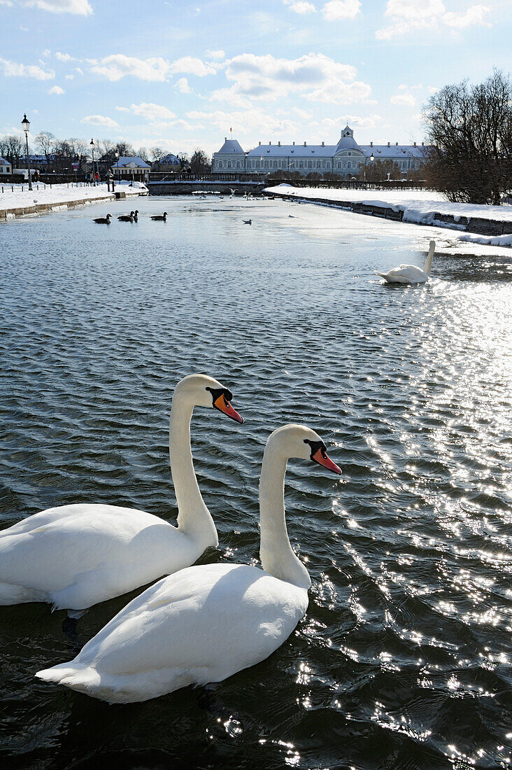 Zwei Schwäne im Kanal, Schloss Nymphenburg im Hintergrund, Schloss Nymphenburg, München, Oberbayern, Bayern, Deutschland